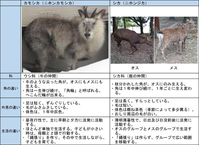 カモシカとシカの見分け方