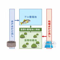 アユは井戸水で育て、藻類は処理水で育てます。