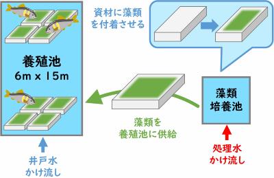 アユの養殖方法