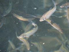 アユの稚魚が池の中で泳いでいます