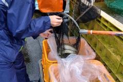 網にアユの成魚が入っています。