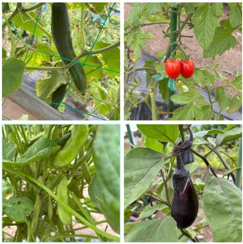 野菜