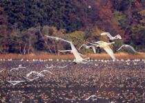 渡り鳥の越冬地