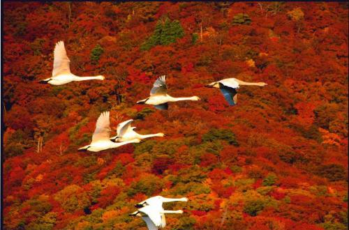 コハクチョウ賞「紅葉と白鳥家族」