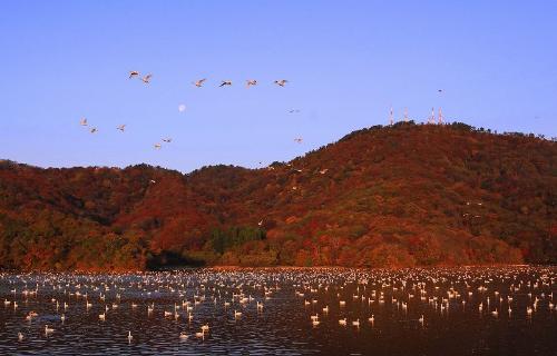 高館山賞「満月の朝」