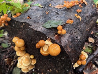 実際に生えてきたなめこの様子