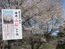 行沢の山桜