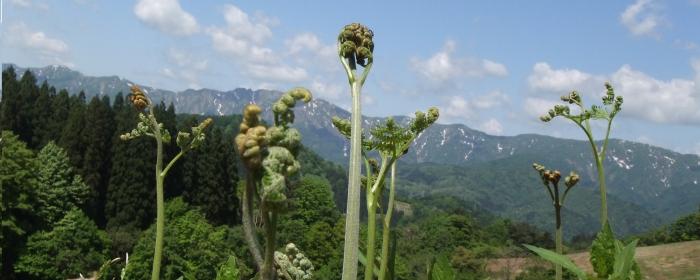 大平高原わらび園