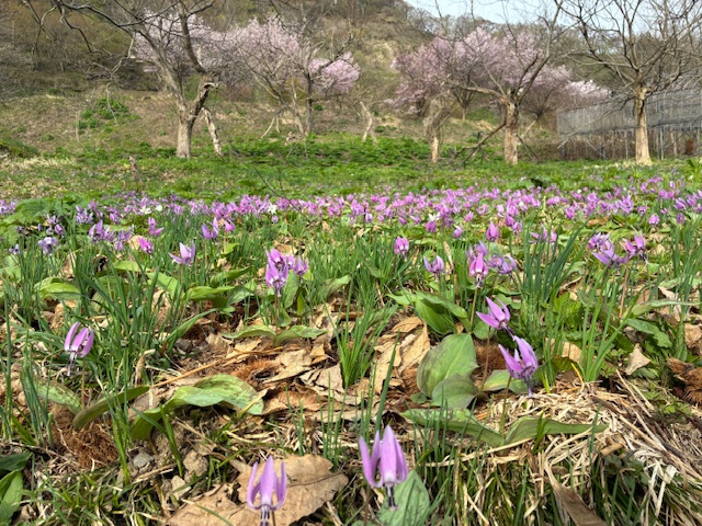 博物村かたくり園の様子　4月17日現在