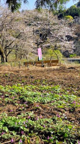 下田沢かたくり園