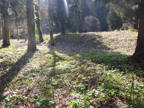 下田沢かたくり園の開花状況　5月1日現在