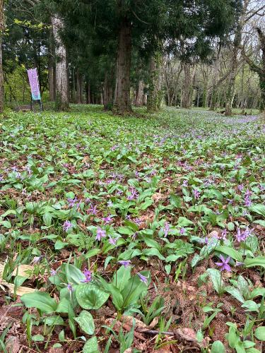 下田沢かたくり園