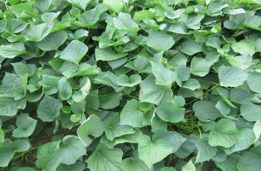 藤島地域で栽培された『すいおう』