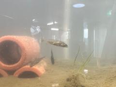 展示中：イバラトミヨ