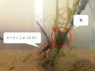 巣とオスイバラトミヨ